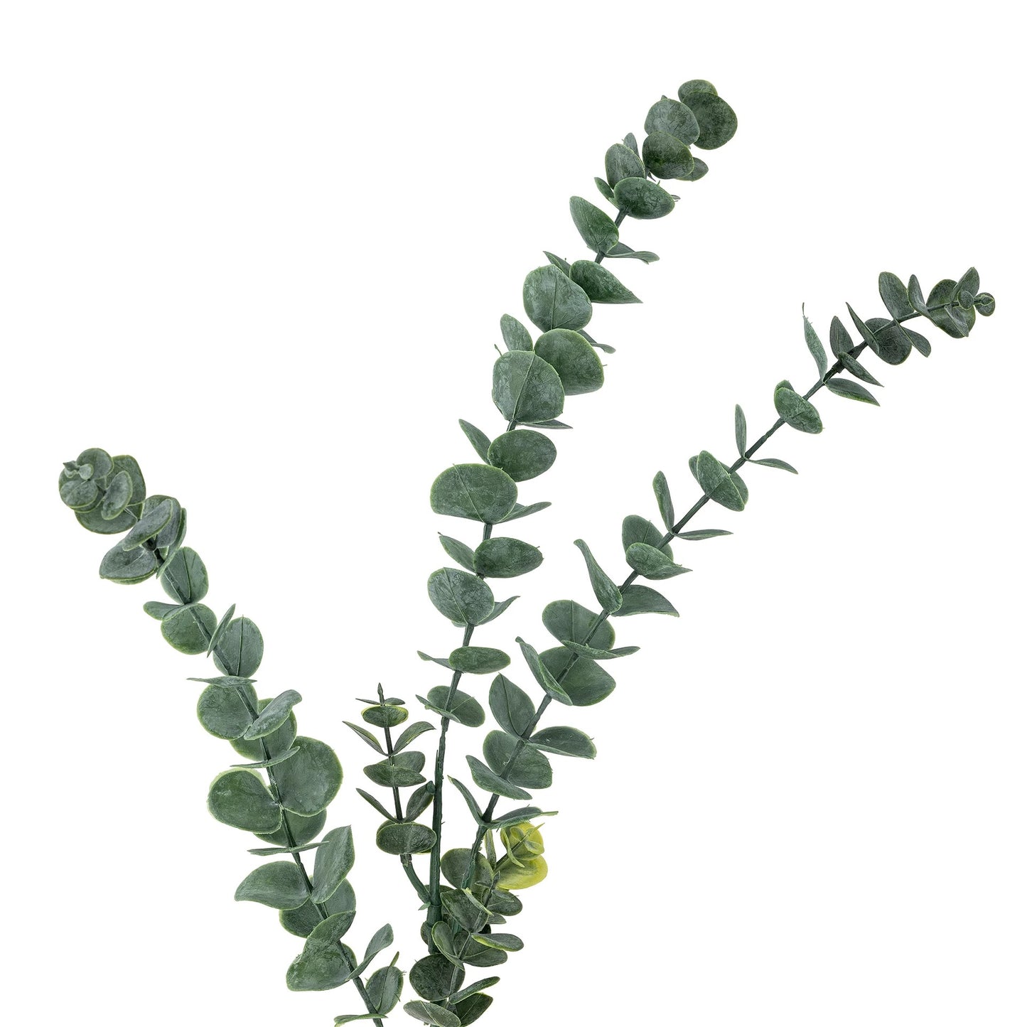 Bloomingville Eucalyptus tak