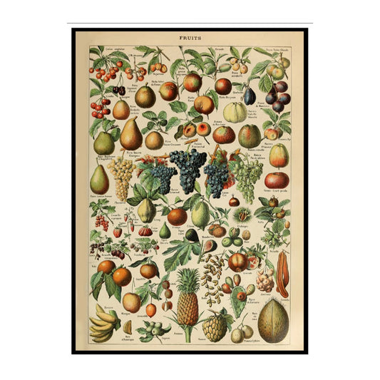 Poster vintage fruit 50 x 70